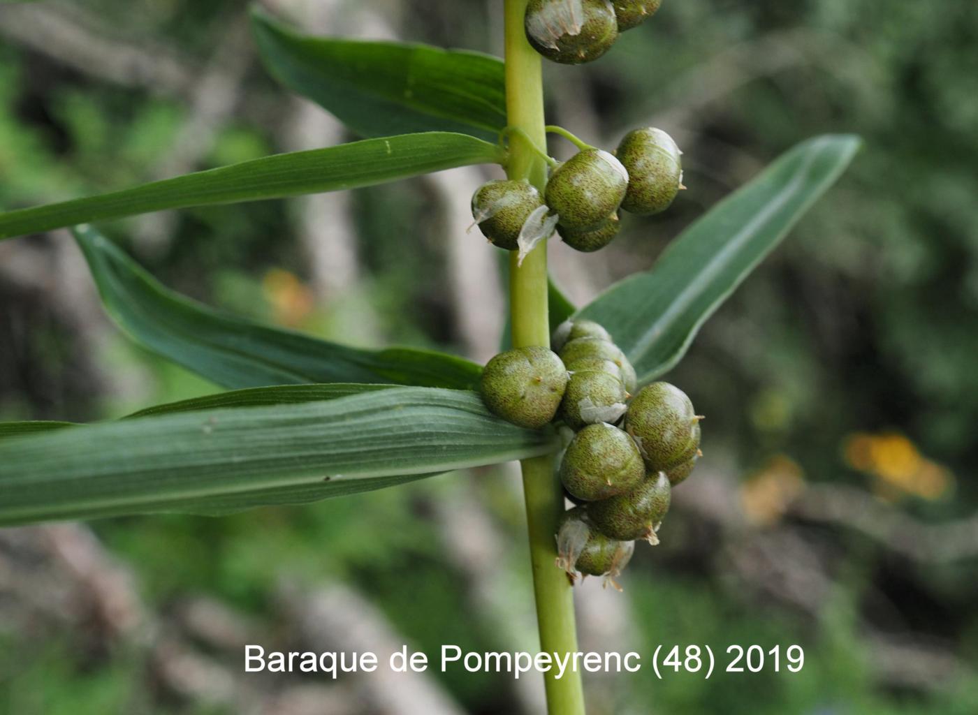 Solomon's-seal, Whorled fruit